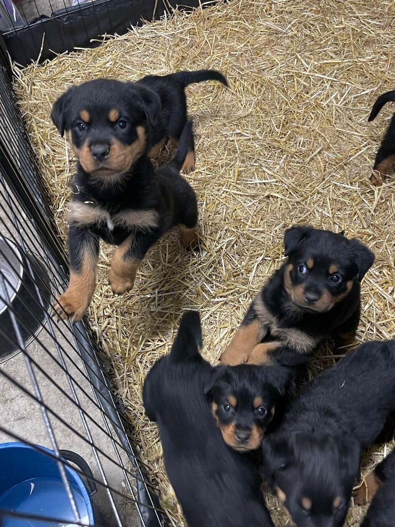 Rottweiler-Welpen mit Stammbaum.