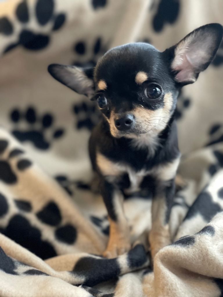 Chihuahua-Welpen in Mainz zu vermitteln