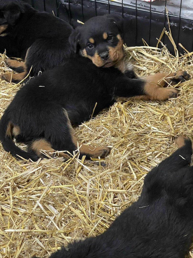 Rottweiler-Welpen mit Stammbaum.