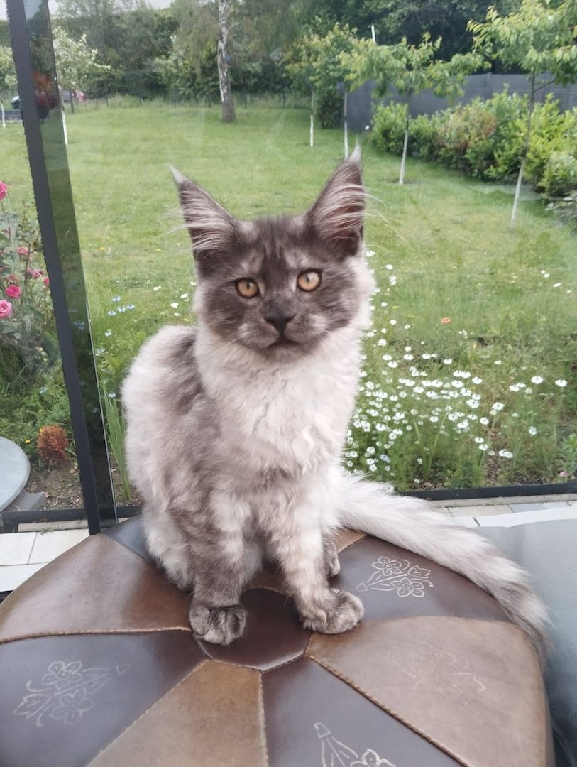 4 Monaten Reinrassige Maine Coon mit Stammbaum