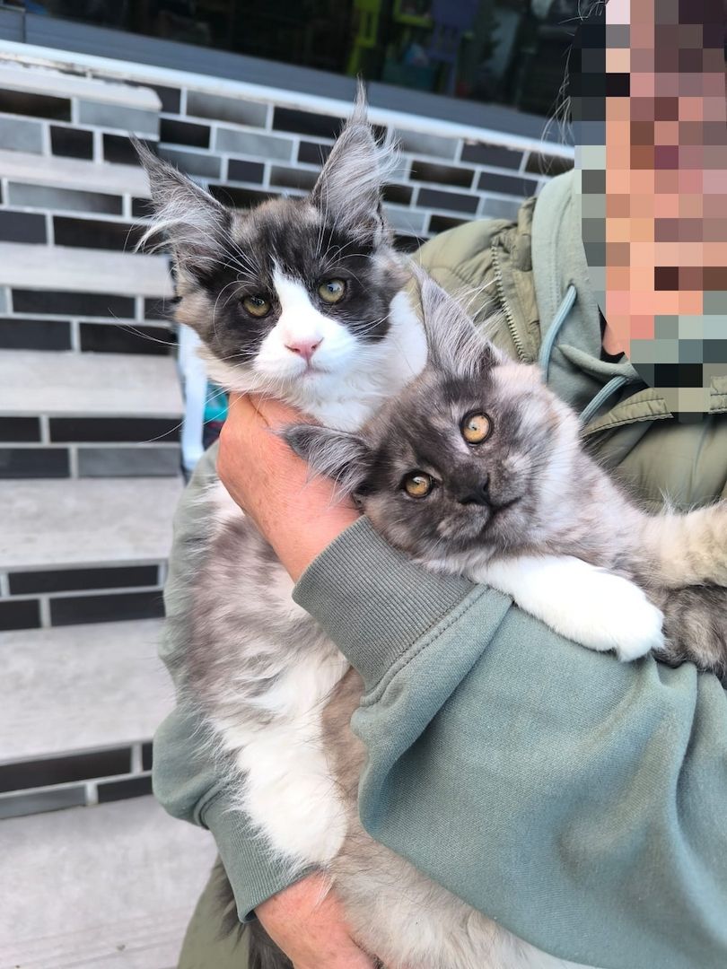4 Monaten Reinrassige Maine Coon mit Stammbaum