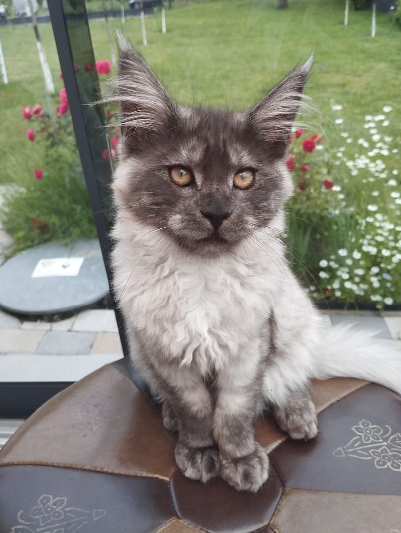 4 Monaten Reinrassige Maine Coon mit Stammbaum