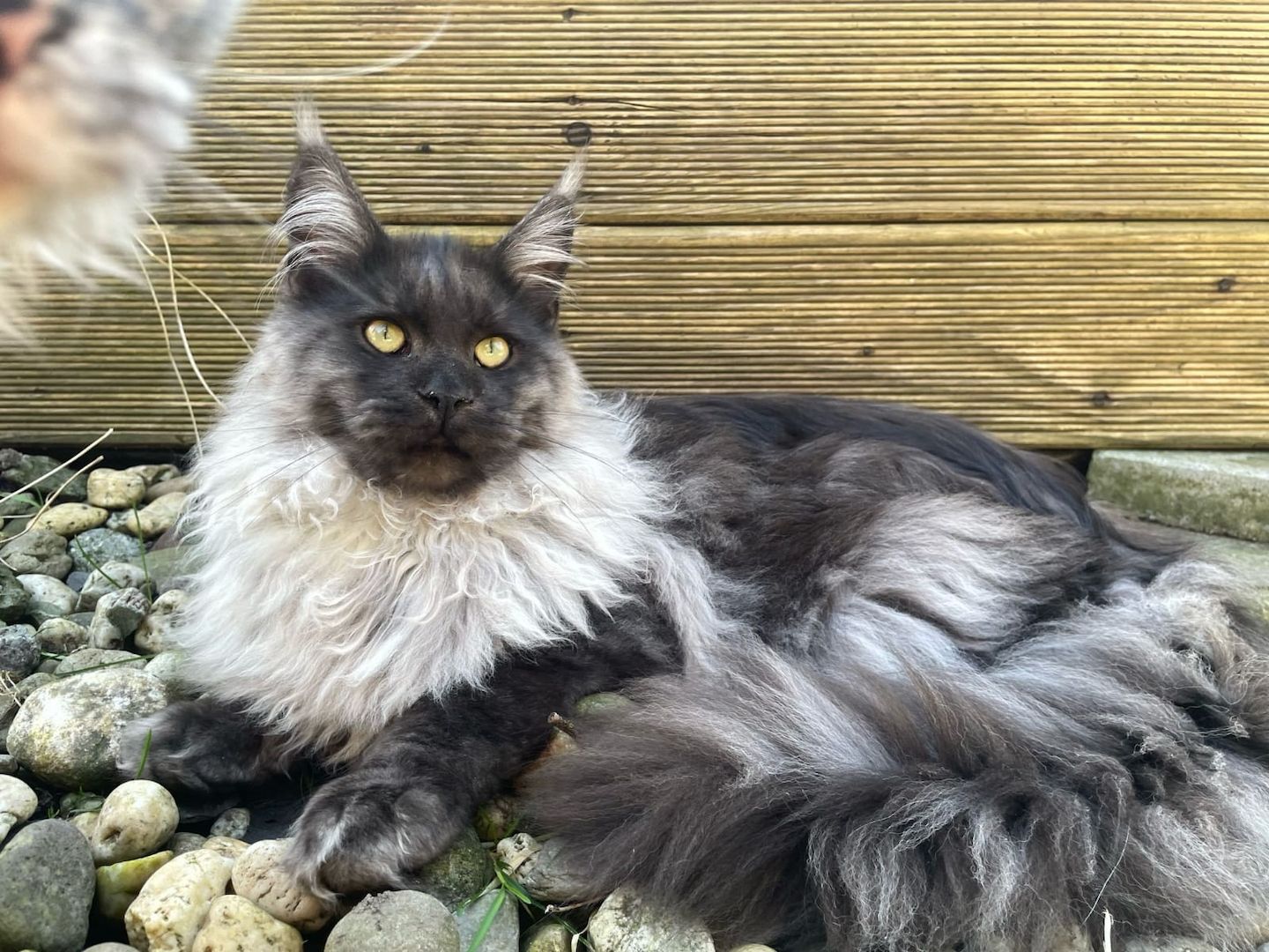 4 Monaten Reinrassige Maine Coon mit Stammbaum