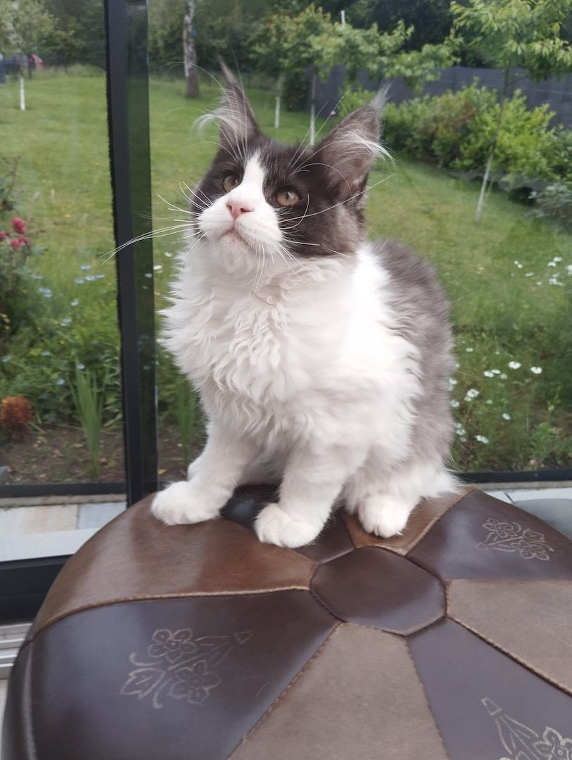 4 Monaten Reinrassige Maine Coon mit Stammbaum