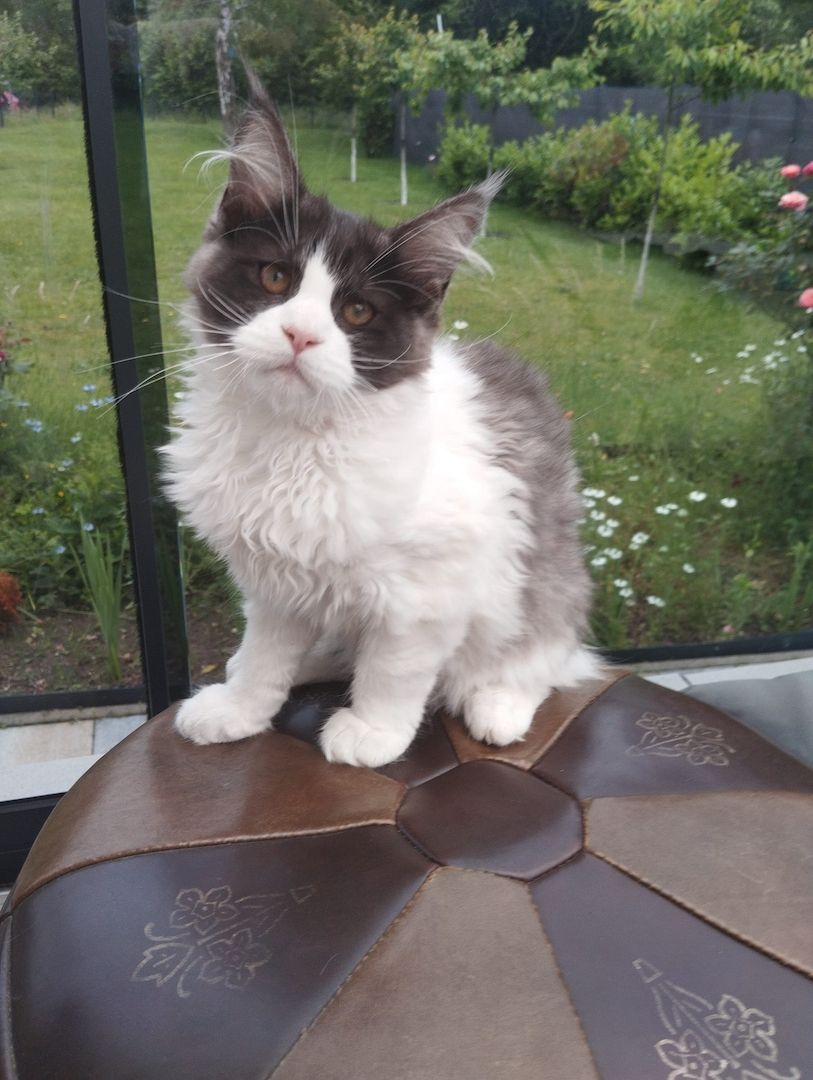 4 Monaten Reinrassige Maine Coon mit Stammbaum