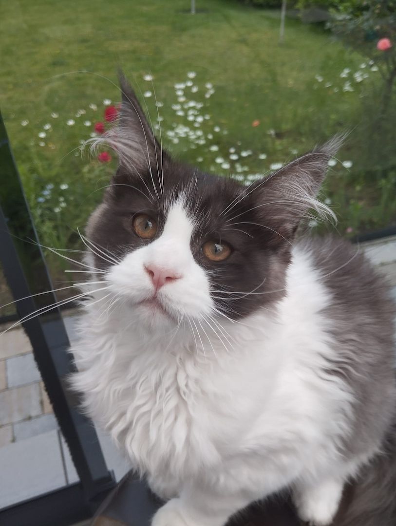 4 Monaten Reinrassige Maine Coon mit Stammbaum
