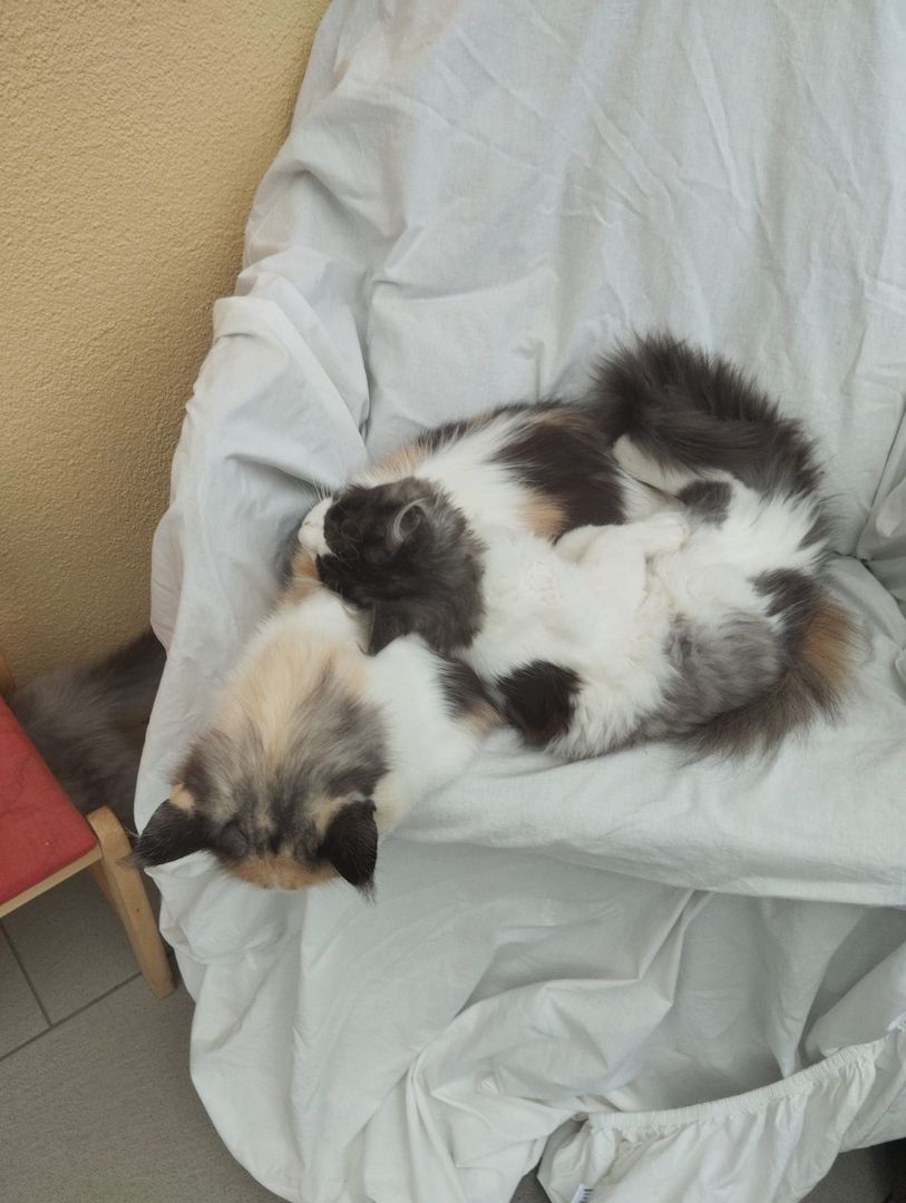 4 Monaten Reinrassige Maine Coon mit Stammbaum
