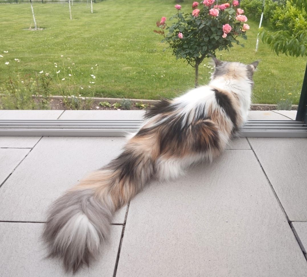 4 Monaten Reinrassige Maine Coon mit Stammbaum