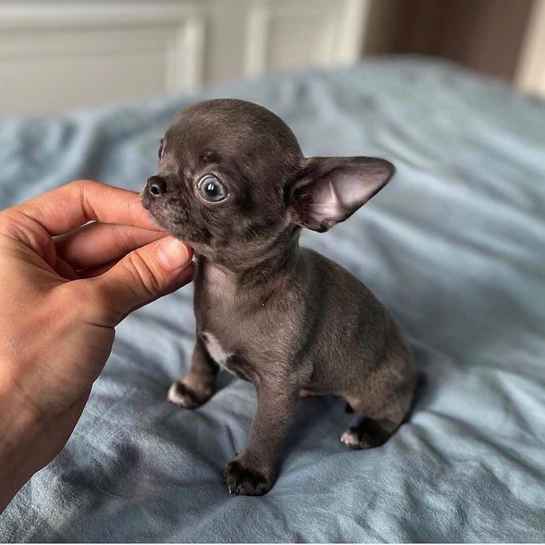 🐶 Beautiful French Bulldog Puppies – Healthy, Vaccinated & Ready for Loving Homes