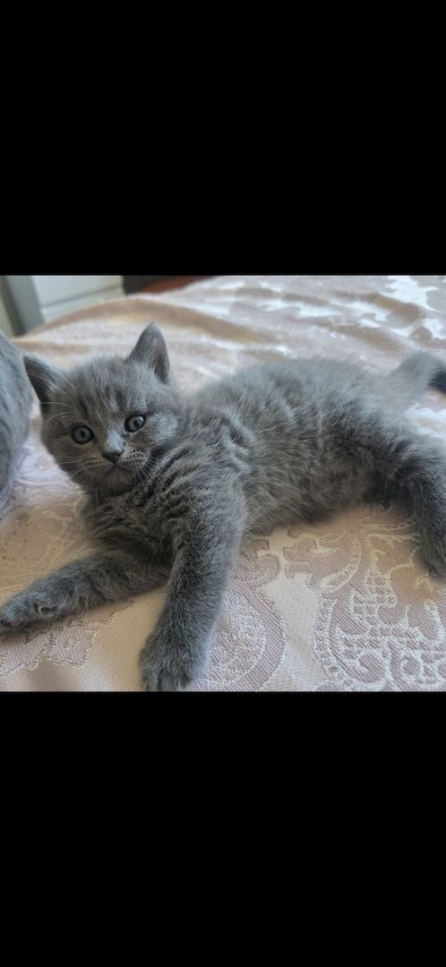 Drei süße Kater suchen ein liebevolles Zuhause 🐾