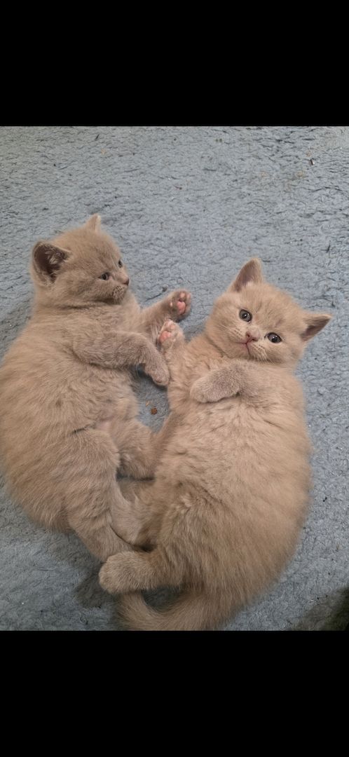 Drei süße Kater suchen ein liebevolles Zuhause 🐾