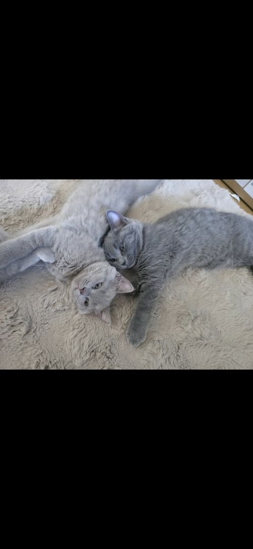 Drei süße Kater suchen ein liebevolles Zuhause 🐾