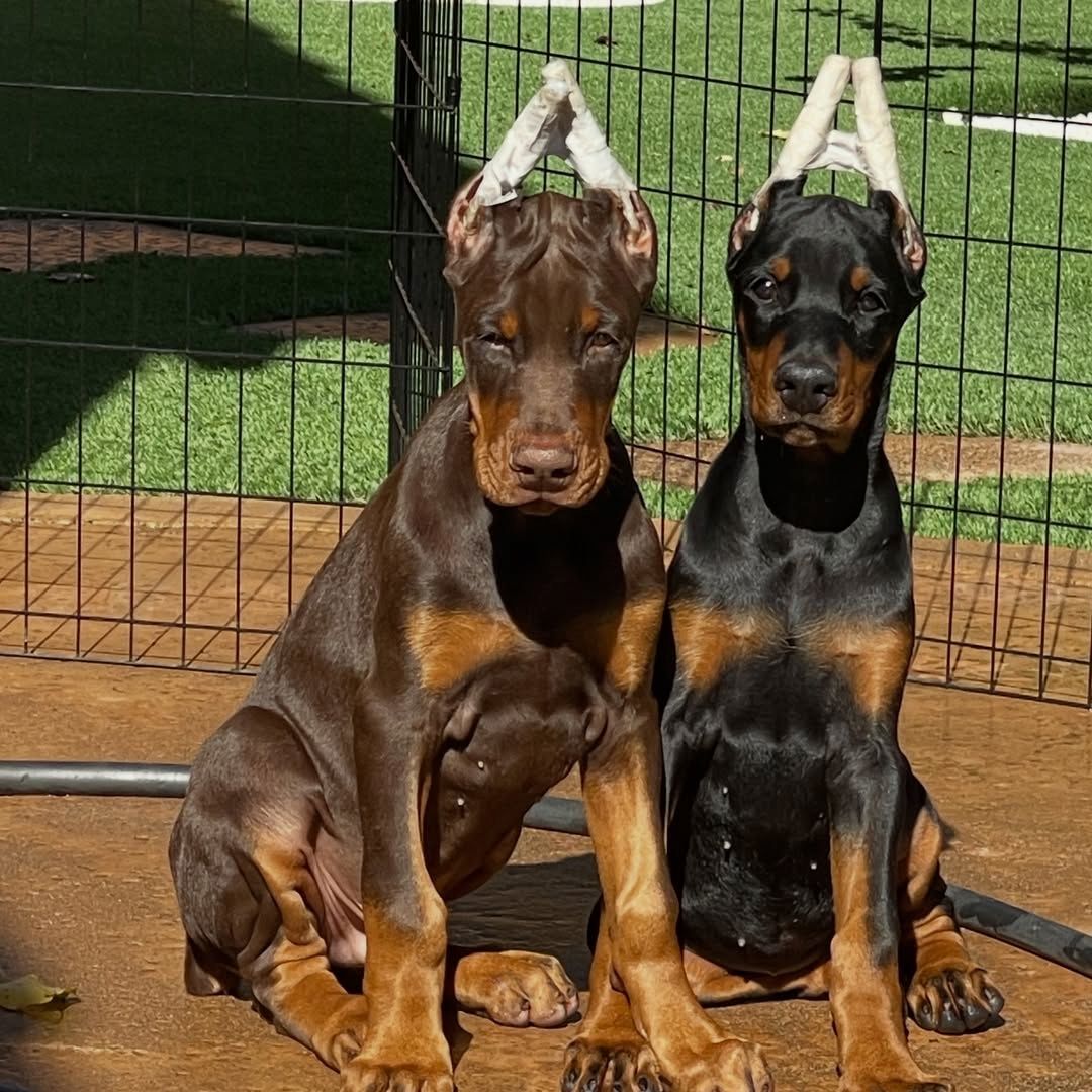 Typvolle Dobermann-Welpen mit VDH-Papieren.