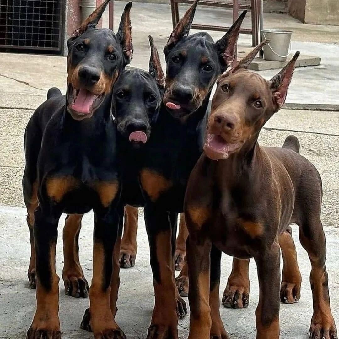 Exklusive Dobermann-Welpen mit VDH/FCI Papieren