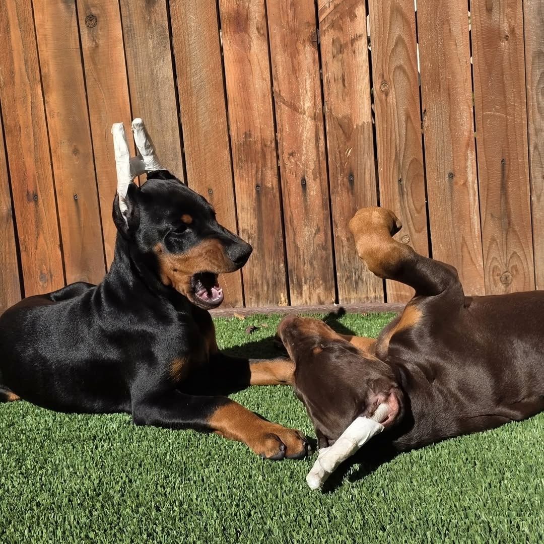 Gesunde Dobermann-Welpen aus seriöser Zucht