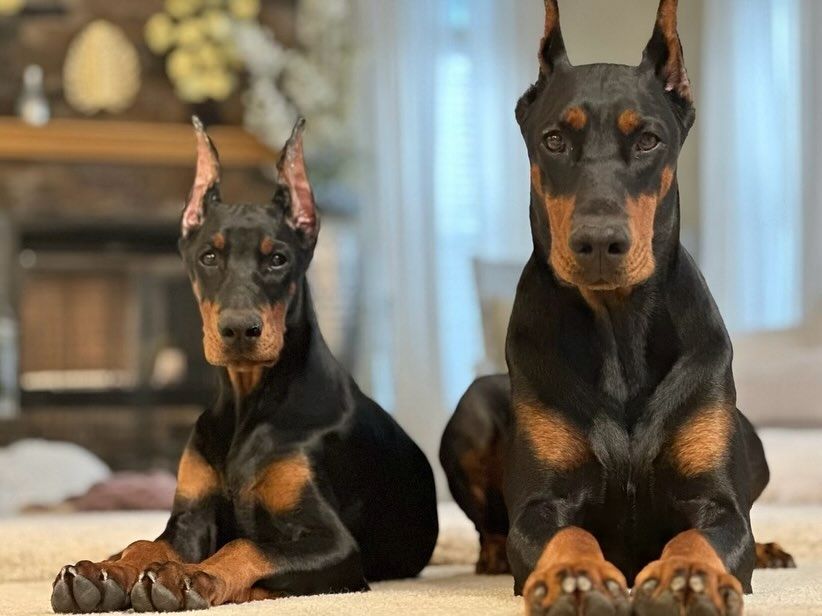Dobermann-Welpen – Stark, Elegant und Familienfreundlich