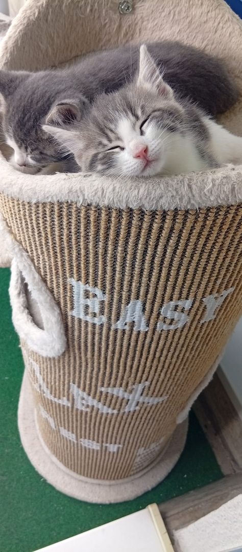 Katzenbabys zu abgeben