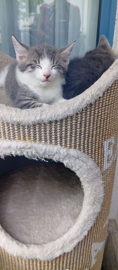 Katzenbabys zu abgeben