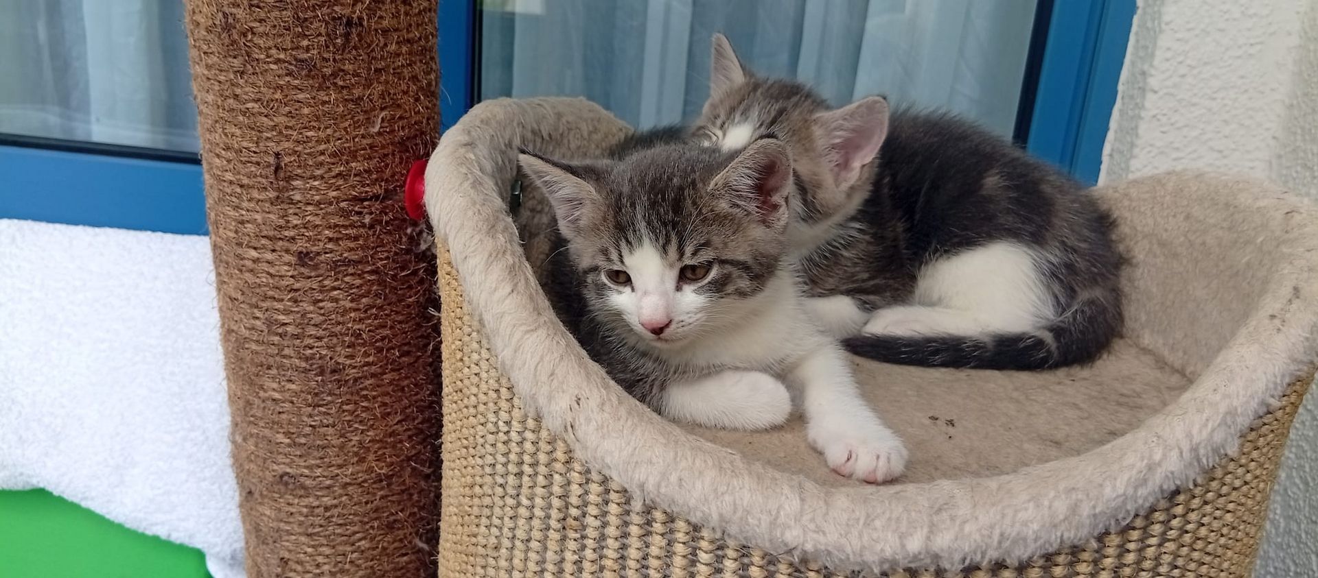 Katzenbabys zu abgeben