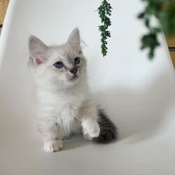 Ragdoll-Kätzchen