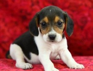 Beagle Welpen