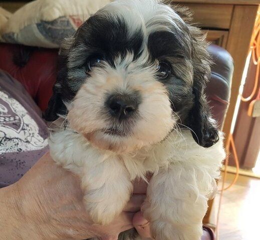Shihpoo-Welpen
