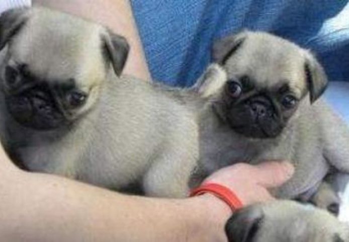 Mops-Welpen