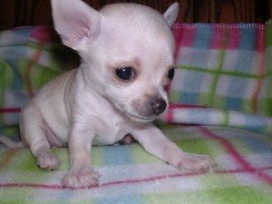 Chihuahua-Welpen&nbsp;