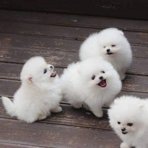 Zwergspitz-Pomeranian Welpen