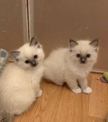 Ragdoll-Kätzchen zu verkaufen