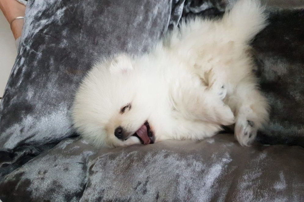 Pomeranian-Welpen zu verkaufen