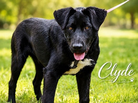 Clyde - großer Schmuser