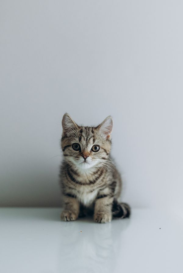 BKH Kitten reinrassig