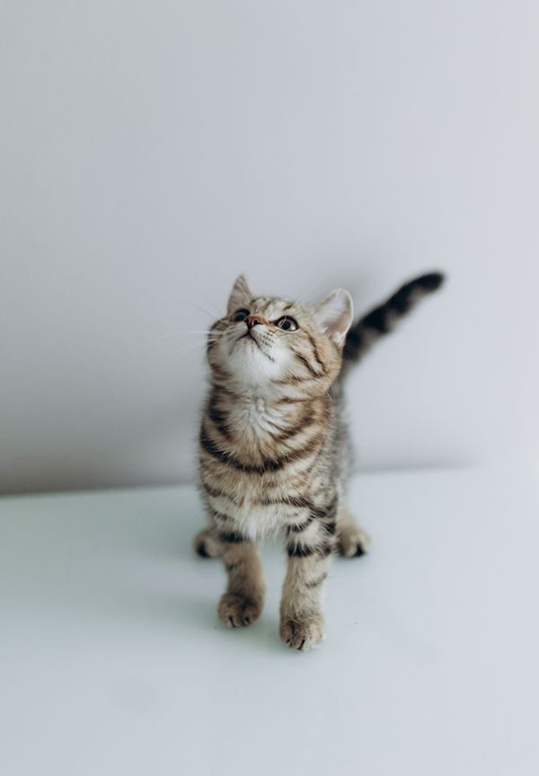BKH Kitten reinrassig