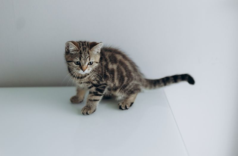 BKH Kitten reinrassig