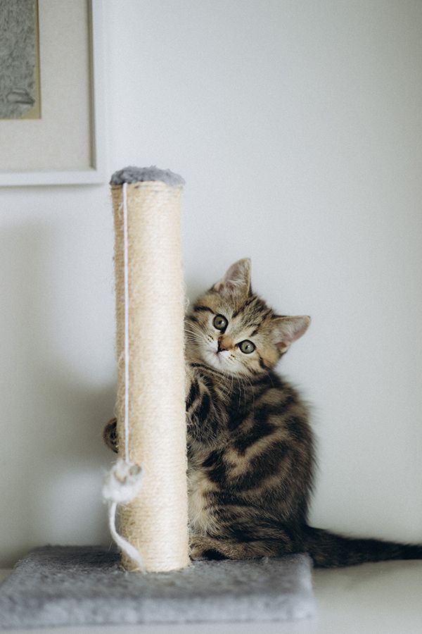 BKH Kitten reinrassig