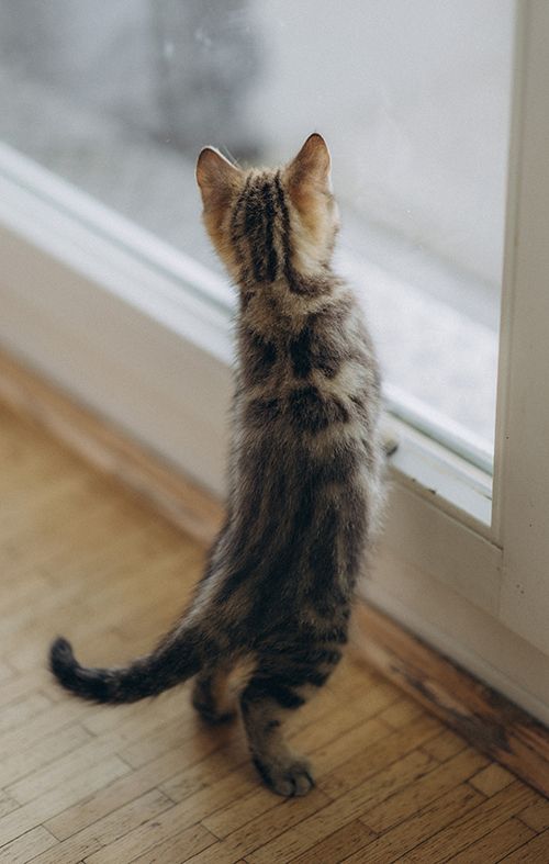 BKH Kitten reinrassig