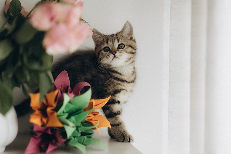 BKH Kitten reinrassig