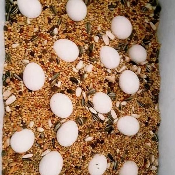 Papageien und ihre befruchteten Eier aller Arten zu verkaufen