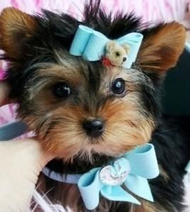 Yorkie Welpen verfügbar