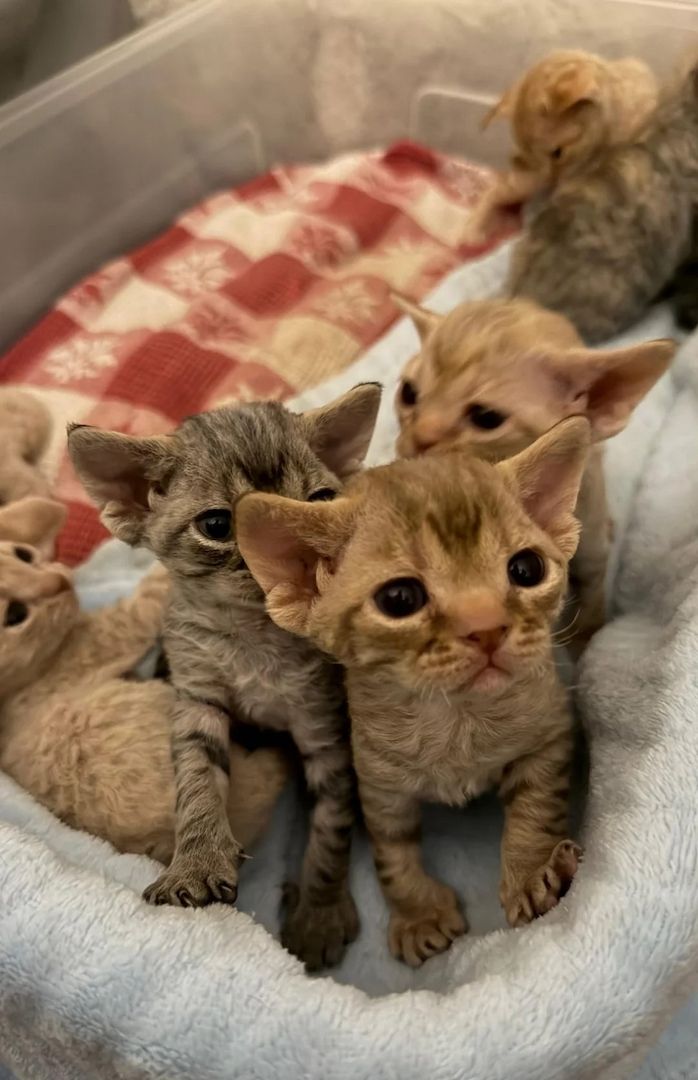 Devon-Rex-Kätzchen zu verkaufen