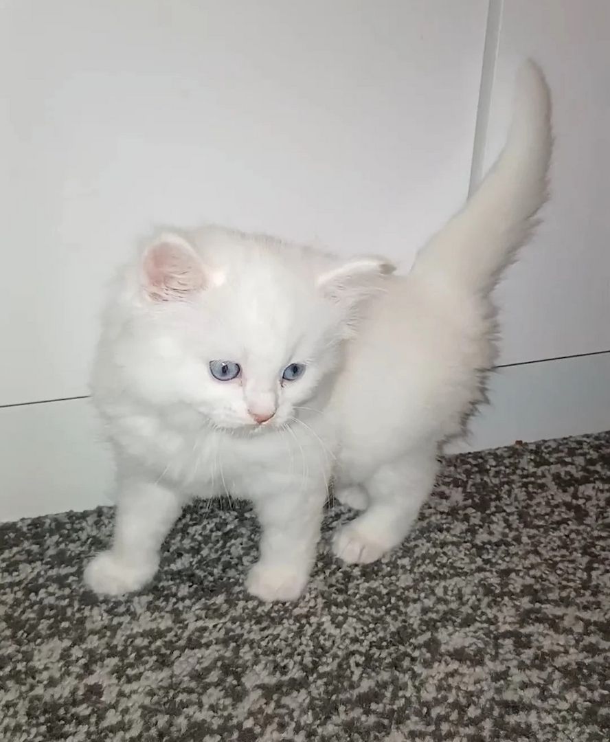 Türkisch-Angora-Kätzchen