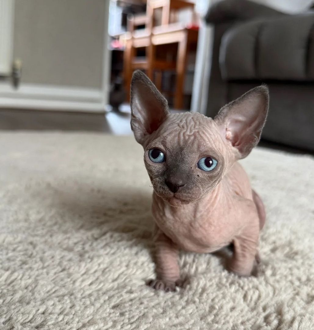 Entzückende Sphynx-Kätzchen zu verkaufen