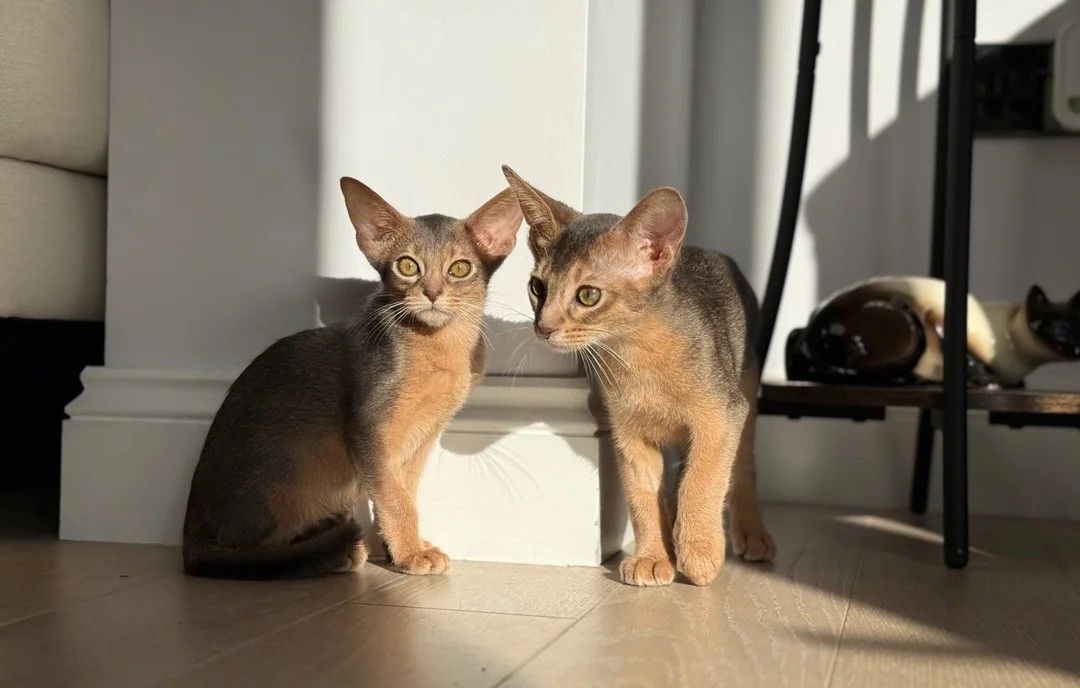 Wunderschöne Abessinier-Kätzchen 😽