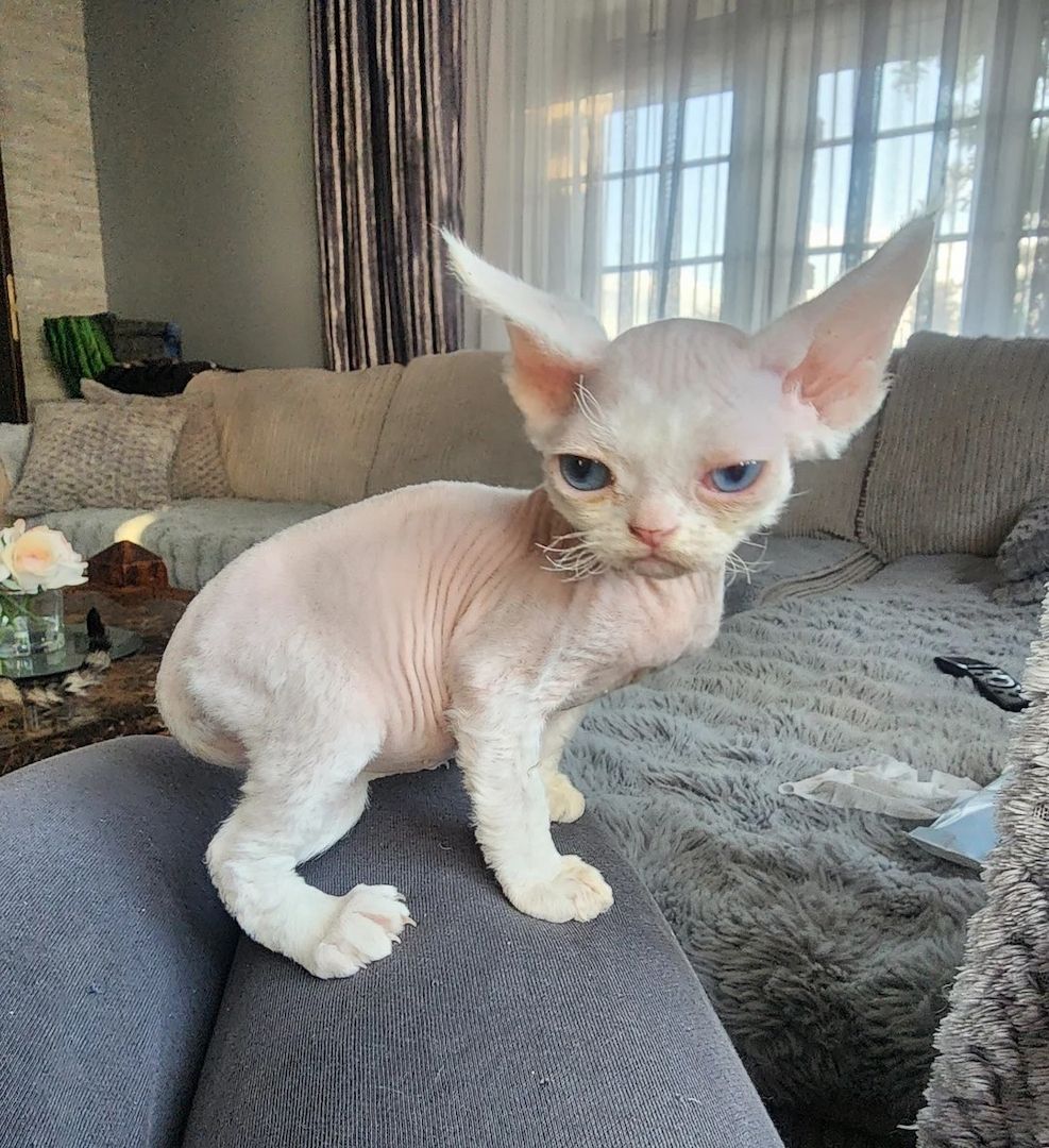 zwei Devon-Rex-Kätzchen