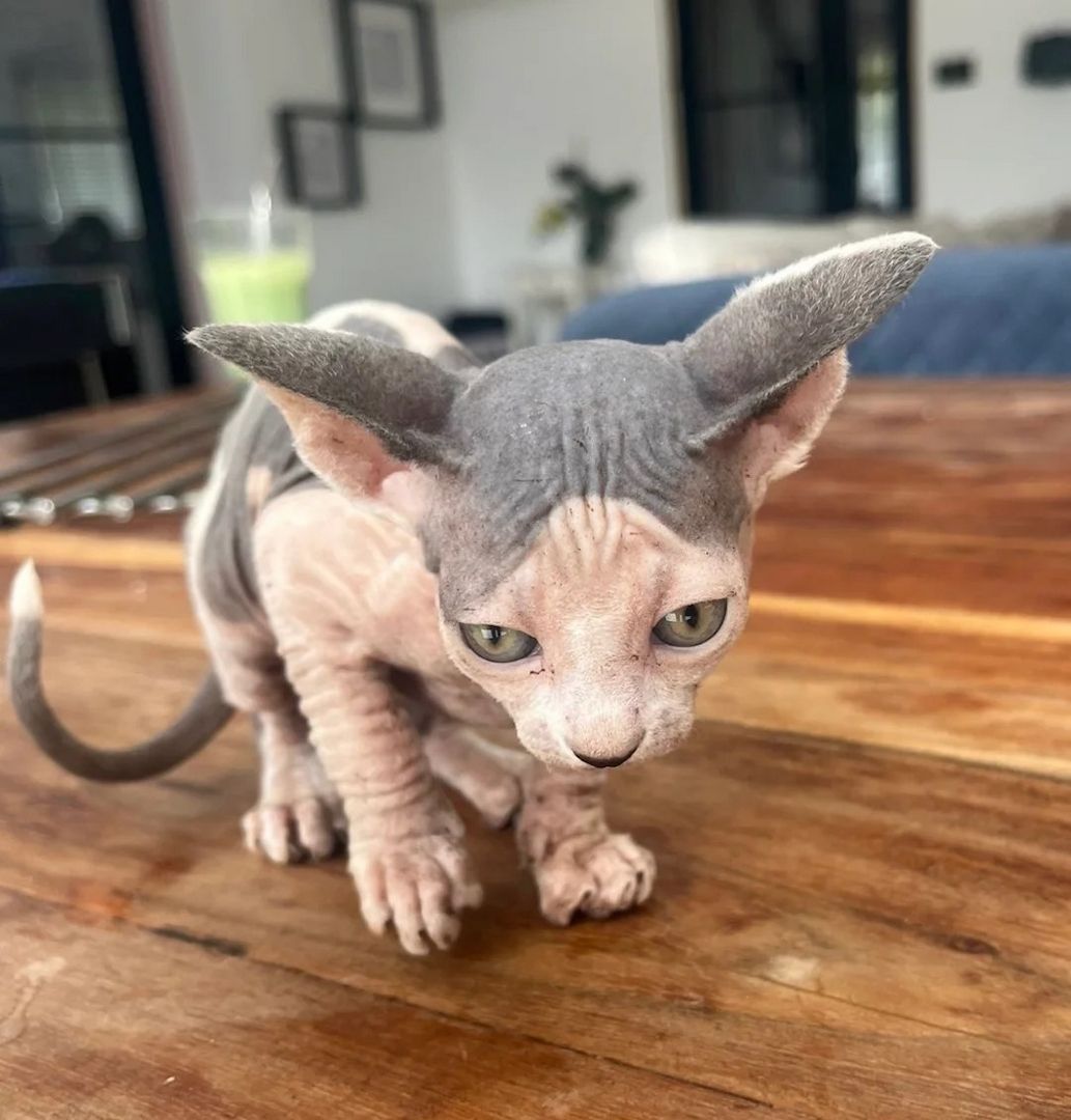 Männliche Sphynx-Kätzchen zu verkaufen