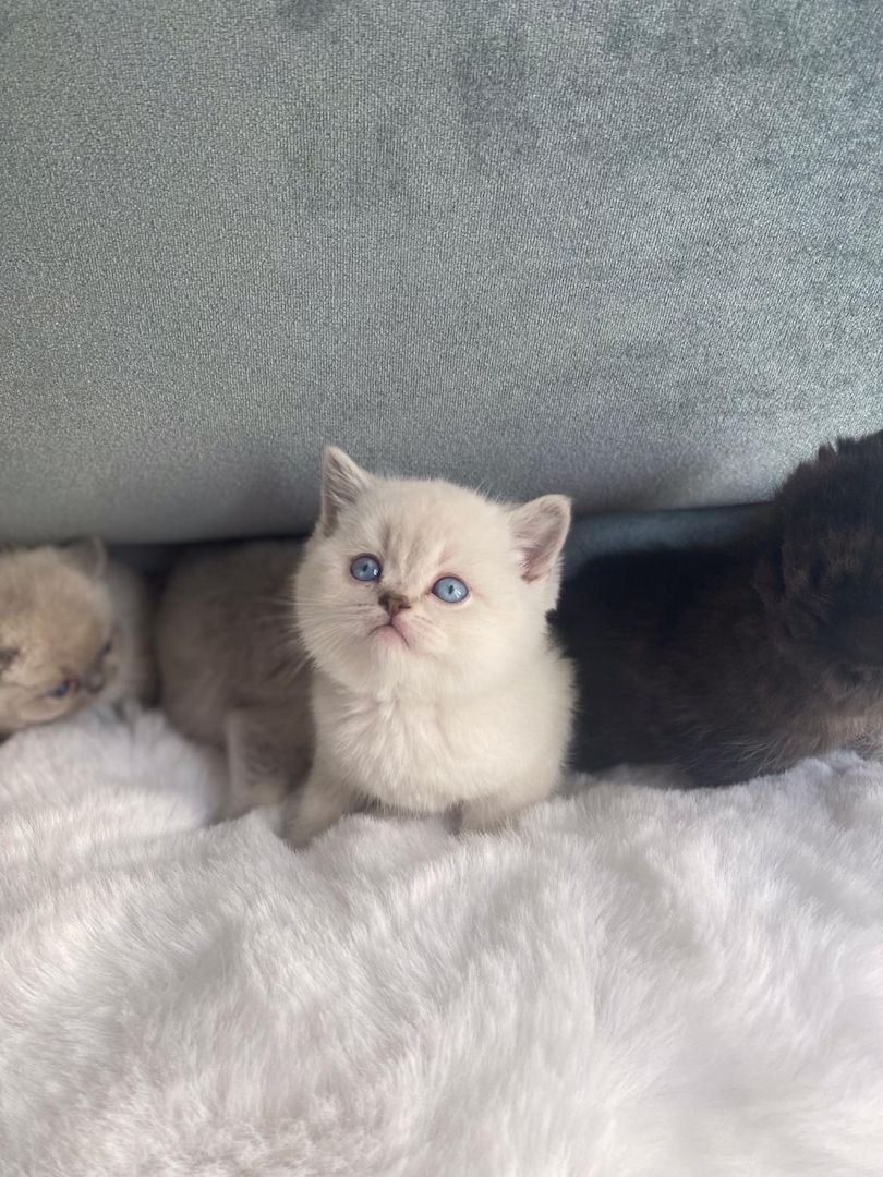 Britisch-Kurzhaar-Katze (BKH) – Weibchen