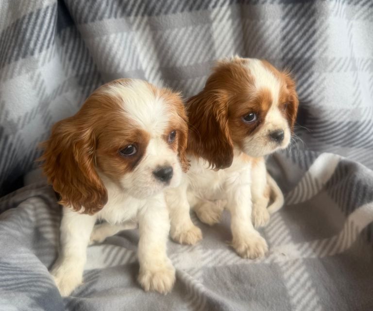 nderschöner Cavalier King Charles Spaniel