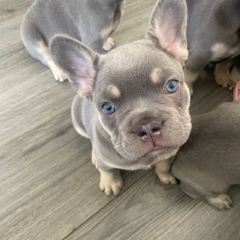 Französische Bulldoggen Welpen