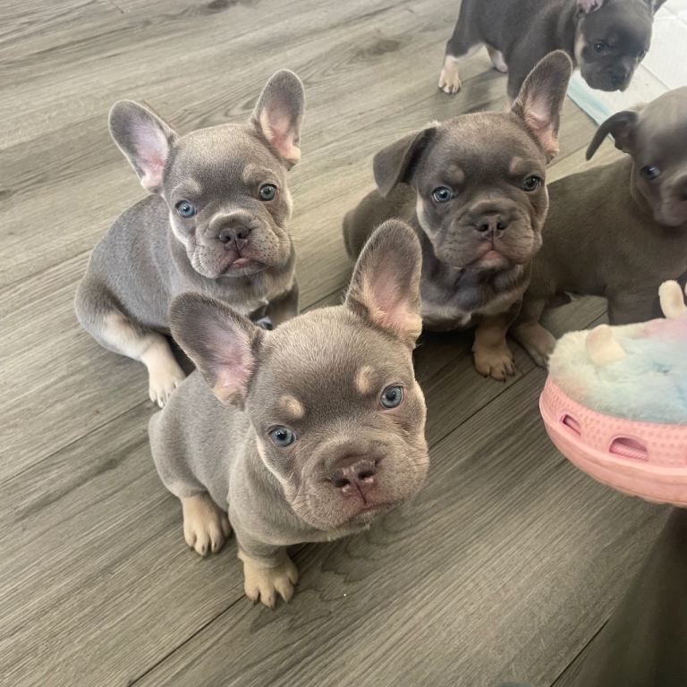Französische Bulldoggen Welpen